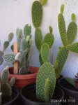 Kaktusi i njihovi prijatelji