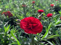 KARANFIL krupni cjetovi za vaze- Šabone mix boja 60 sjemenki