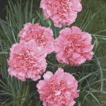 Karanfil / Dianthus Grenadin Pink / SADNICE