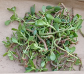 Krasula sadnice,sve na slici 13.99€