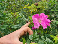 Krumpirova ruža - Rosa Rugosa - sadnice