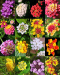 30 sjemenki LANTANA mix BOJA