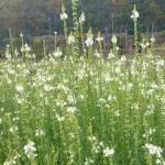 Linaria, bijela i lila, miks