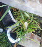 Ljiljani starinski naranđžasti.