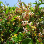 Lonicera japonica, crvenkasta, penjačica