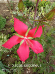 Hibiscus coccineus - crveni / sadnice