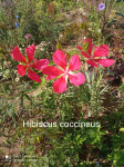 Hibiscus coccineus - crveni / sadnice