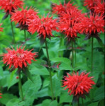 Monarda Fire Ball