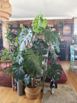 Monstera deliciosa (big form)