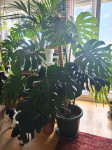Monstera deliciosa (big form)