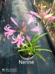 Nerine bowdenii  sadnice