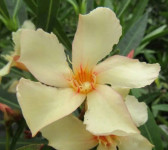 Oleander žuti Angiolo Pucci - besplatna poštarina