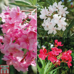Oliander mediteranski mix sjemenki u raznim bojama NERIUM OLEANDER