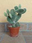 Opuntia microdasys, kaktus "zecje usi" Bunny-ears cactus