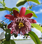 Pasiflora , Passiflora Alata Lihnares , isusova kruna
