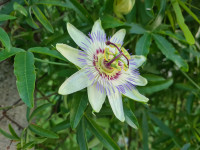Pasiflora - Passiflora caerulea - sadnice