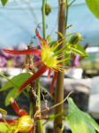 Pasiflora , Passiflora Cinnabarina , Isusova kruna