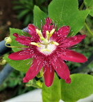 Pasiflora , Passiflora Lady Margaret , Isusova kruna