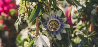 Passiflora caerulea sjeme NOVO NOVO