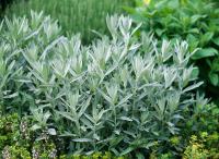 Pelin bijeli / Artemisia Ludoviciana / SADNICE