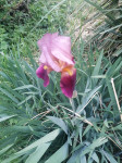 Perunika Iris "Burgundy party" sadnice