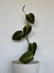 Philodendron Melanochrysum filodendron egzotična tropska biljka
