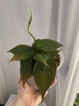 Philodendron micans velvet [81] (12 reznica)