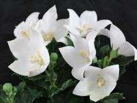 Platycodon Florist White / SADNICE