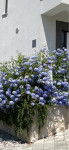 Plavi jasmin