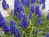 PRESLIČICA (MUSCARI) SADNICE