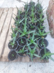 Sadnice Aloe Vera