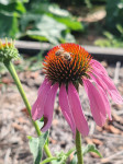 Sadnice Echinacea purpurea