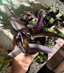 Sadnice ljubičastog puzavca