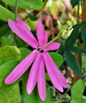 Sadnice pasiflora , Passiflora Reflexiflora , Iusova kruna