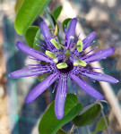 Sadnice pasiflora , Passiflora Subrotundra , Isusova kruna