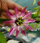 Sadnice pasiflora , Passiflora Violacea atropurpurea , isusova kruna