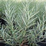 Salix Rosmarinifolija   ( ružmarinolisna vrba)