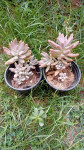 Sedum biljka 2 komada