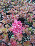 Sedum spurium, puzava tustika
