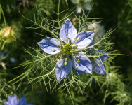 Sjeme Damašćanska crnjika (Nigella damascena) plava i bijela