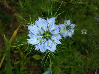 Sjeme dame u plavom / djevojke u plavom starinsko organsko (sjemenke)