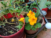 sjeme Dragoljuba ( visoki ili niski)