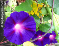 Slak- dobro jutro - ladolež lila krupni cvjetovi - penjačica