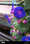 Slak ukrasni tamnoplavih cvjetova