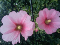 10 sjemenki . SLJEZ roza jednostruki ili mix boja (bijela, roza, tamno