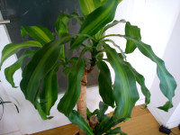 Sobna biljka Drvo Života Mirisni zmajevac