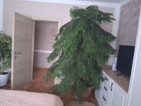 Sobna jela stara 24 godine