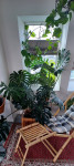 Sobno i balkonsko bilje-komplet ili pojedinacno