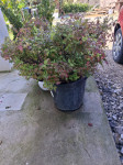 Spirea