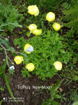 Trollius x cultorum 'New Moon'( mladi mjesec)